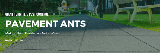 pavement ant services